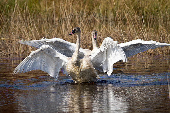 Cranberry Marsh 2010-032