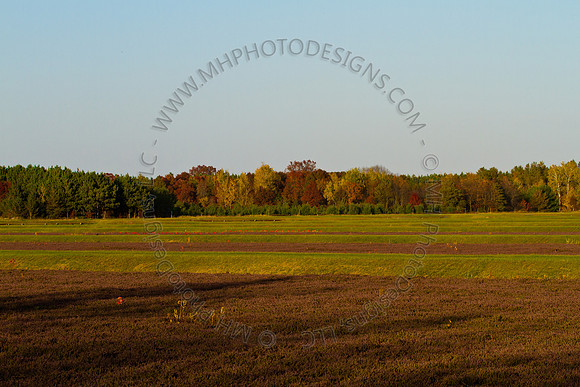 Cranberry Marsh 2010-161