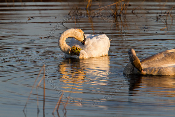 Cranberry Marsh 2010-173