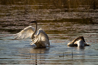 Cranberry Marsh 2010-014