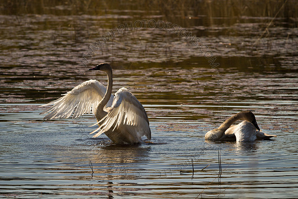 Cranberry Marsh 2010-014