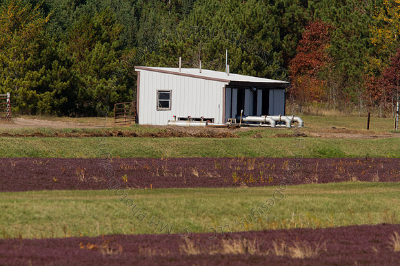 Cranberry Marsh 2010-066