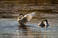Cranberry Marsh 2010-008