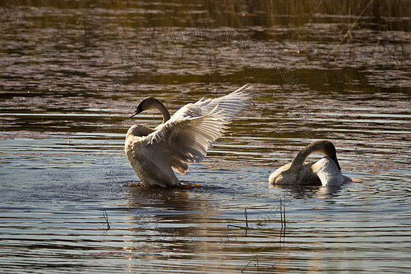 Cranberry Marsh 2010-008