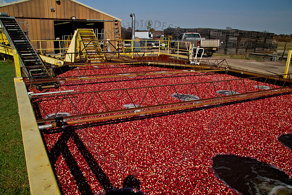 Cranberry Marsh 2010-109