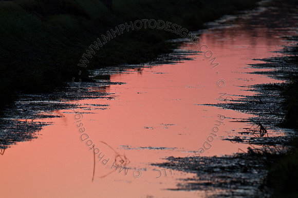 Cranberry Marsh 2010-184