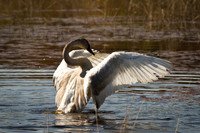 Cranberry Marsh 2010-015