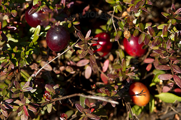 Cranberry Marsh 2010-072