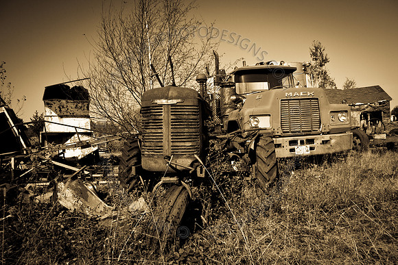 Cranberry Marsh 2010-095