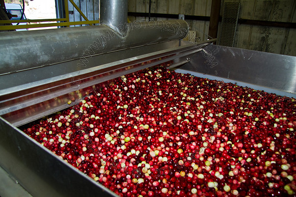 Cranberry Marsh 2010-153