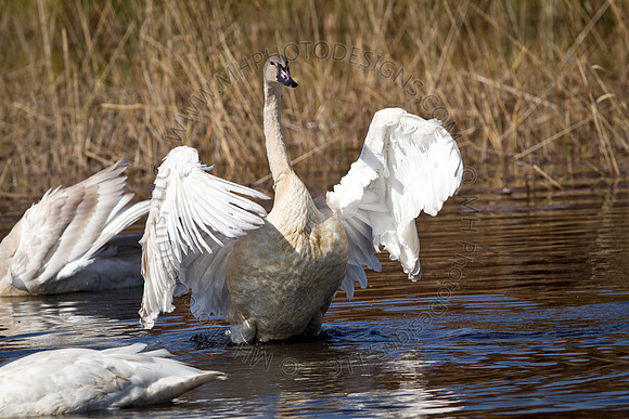 Cranberry Marsh 2010-026