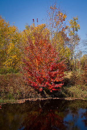 Cranberry Marsh 2010-087