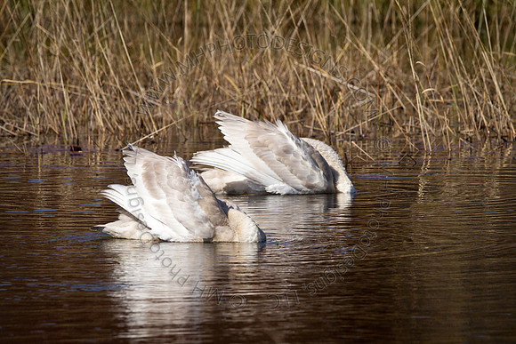 Cranberry Marsh 2010-028