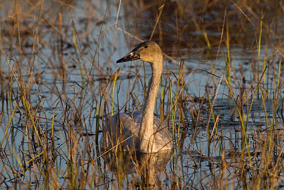 Cranberry Marsh 2010-171