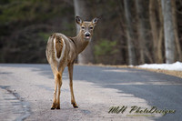 April Projects 2011-007