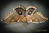 April Projects 2011-018