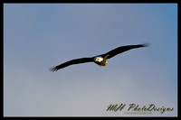 January Projects 2011-012-1