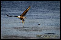 January Projects 2011-008