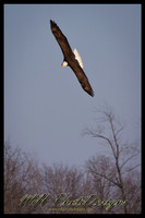 January Projects 2011-010