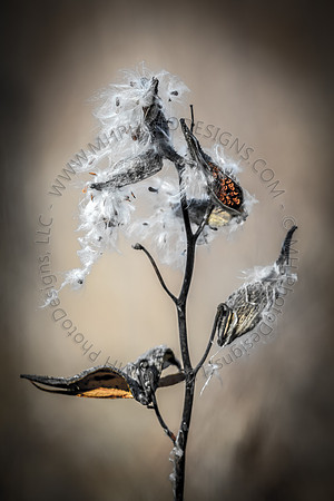 November Projects 2014-001