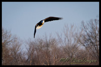 January Projects 2011-003