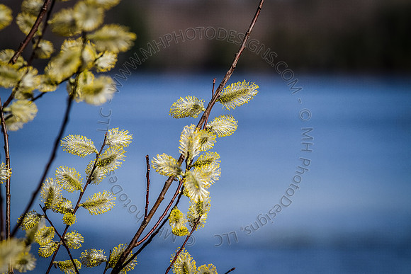March Projects 2012-007