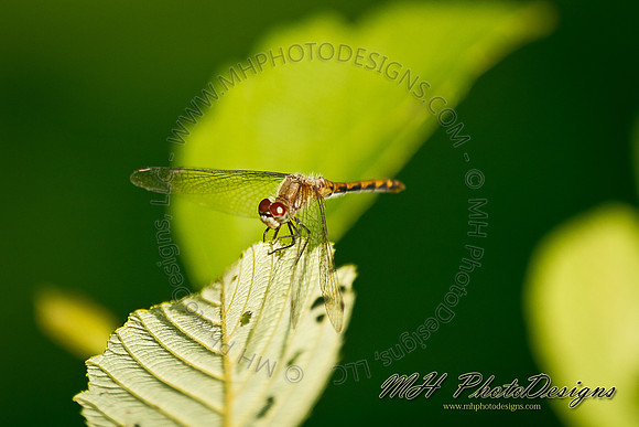 August Projects 2011-023