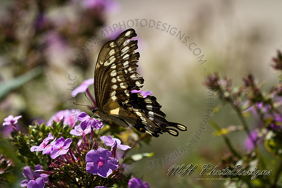 August Projects 2011-022