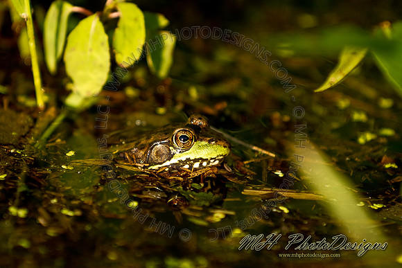 August Projects 2011-024