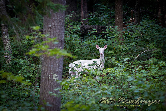 August Projects 2011-026