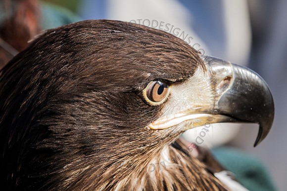 Eagle Days 2012-054