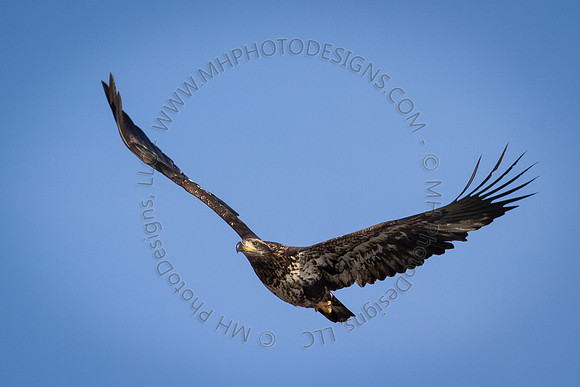 Eagle Days 2012-108