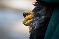 Eagle Days 2012-014