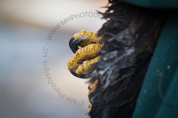 Eagle Days 2012-014