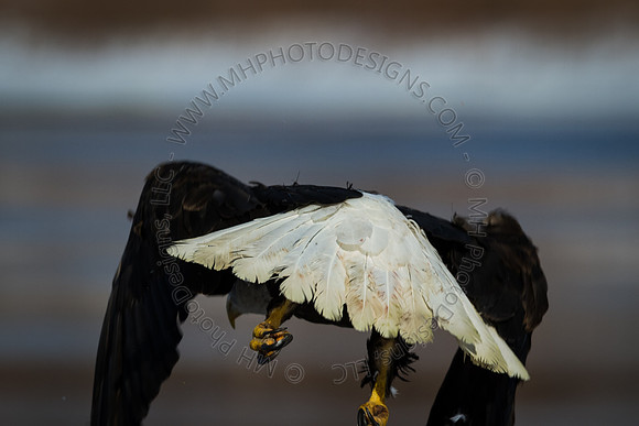Eagle Days 2012-080