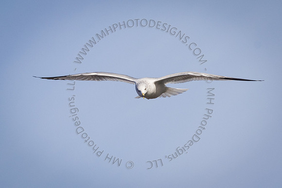 Eagle Days 2012-103