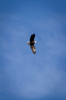 Eagle Days 2012-017