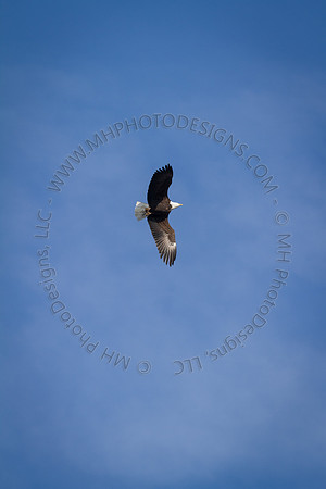 Eagle Days 2012-017