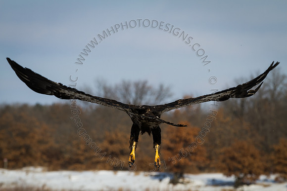 Eagle Days 2012-060
