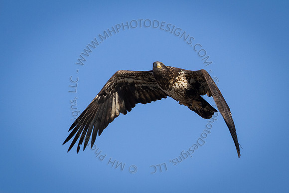 Eagle Days 2012-110