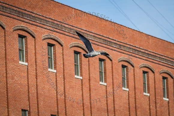 Eagle Days 2012-115