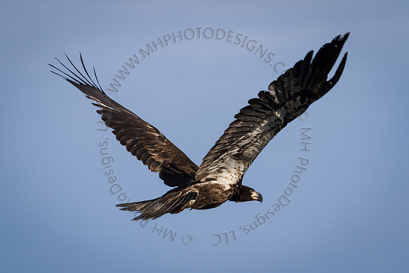 Eagle Days 2012-069
