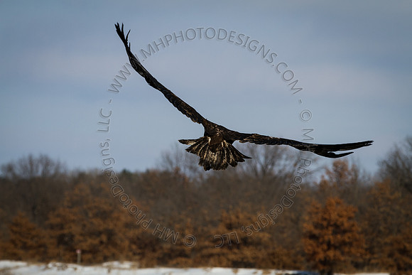 Eagle Days 2012-064