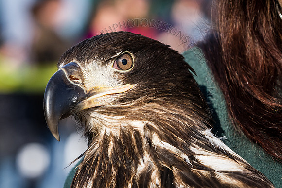 Eagle Days 2012-052