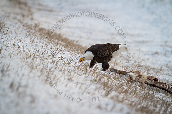 Eagle Days 2012-138
