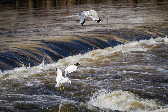 Eagle Days 2012-124