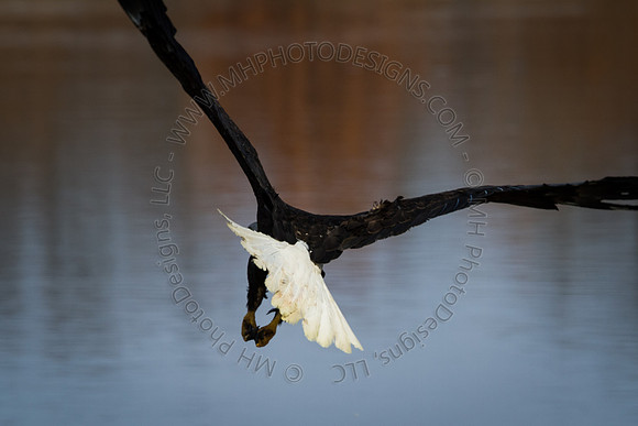 Eagle Days 2012-083