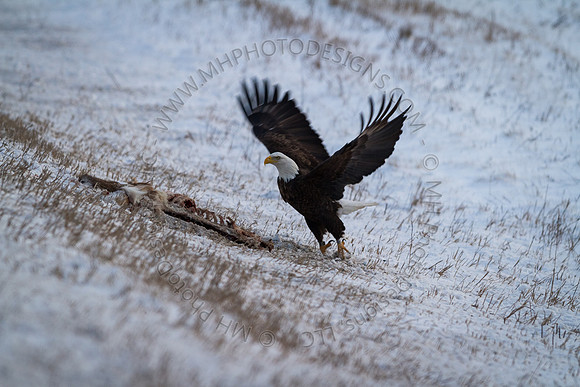Eagle Days 2012-141