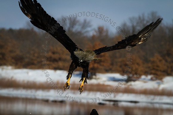 Eagle Days 2012-037