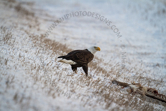 Eagle Days 2012-139